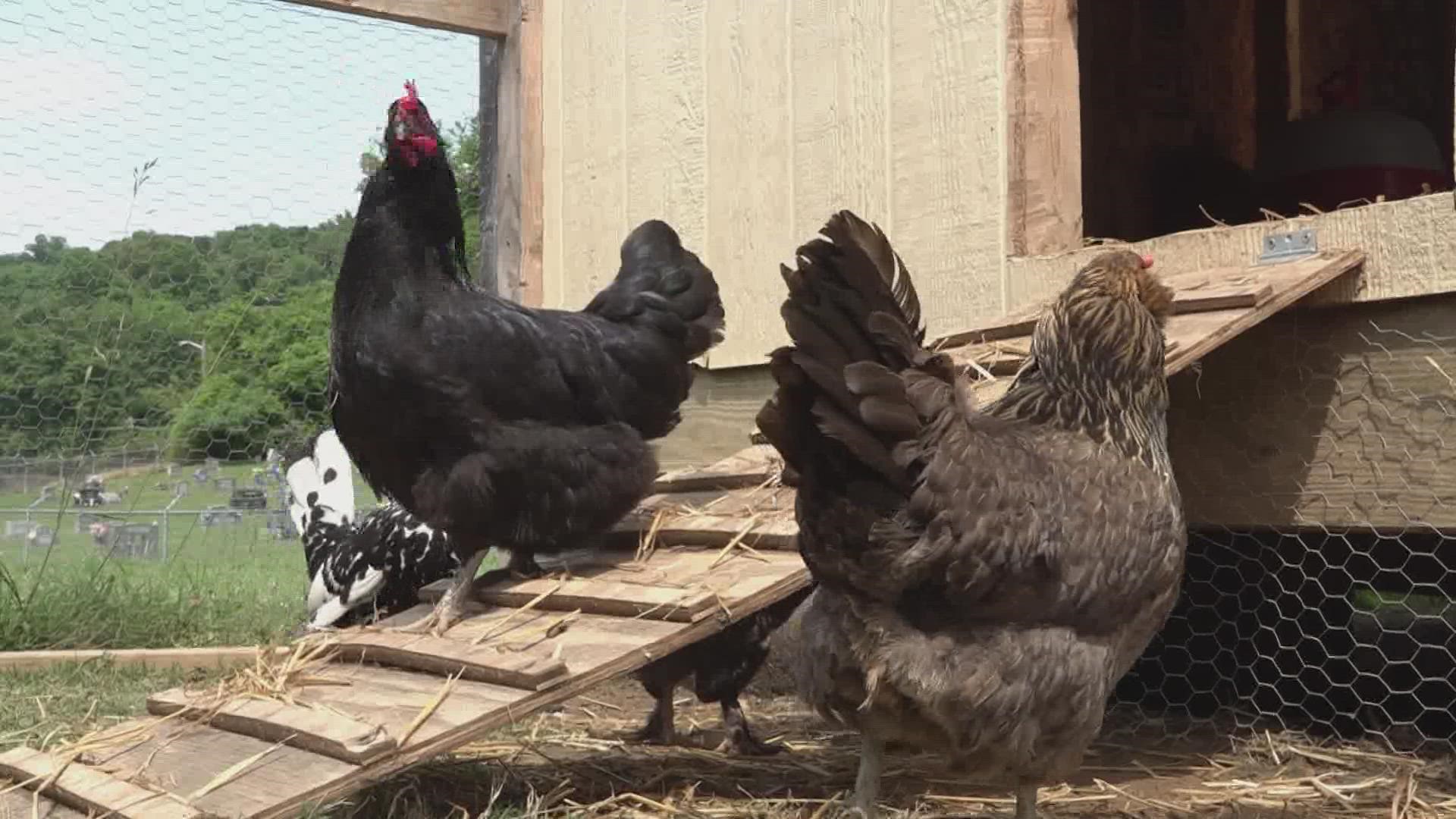 The school just got a STEM designation for hands-on learning classes, like one that teaches chicken farming.