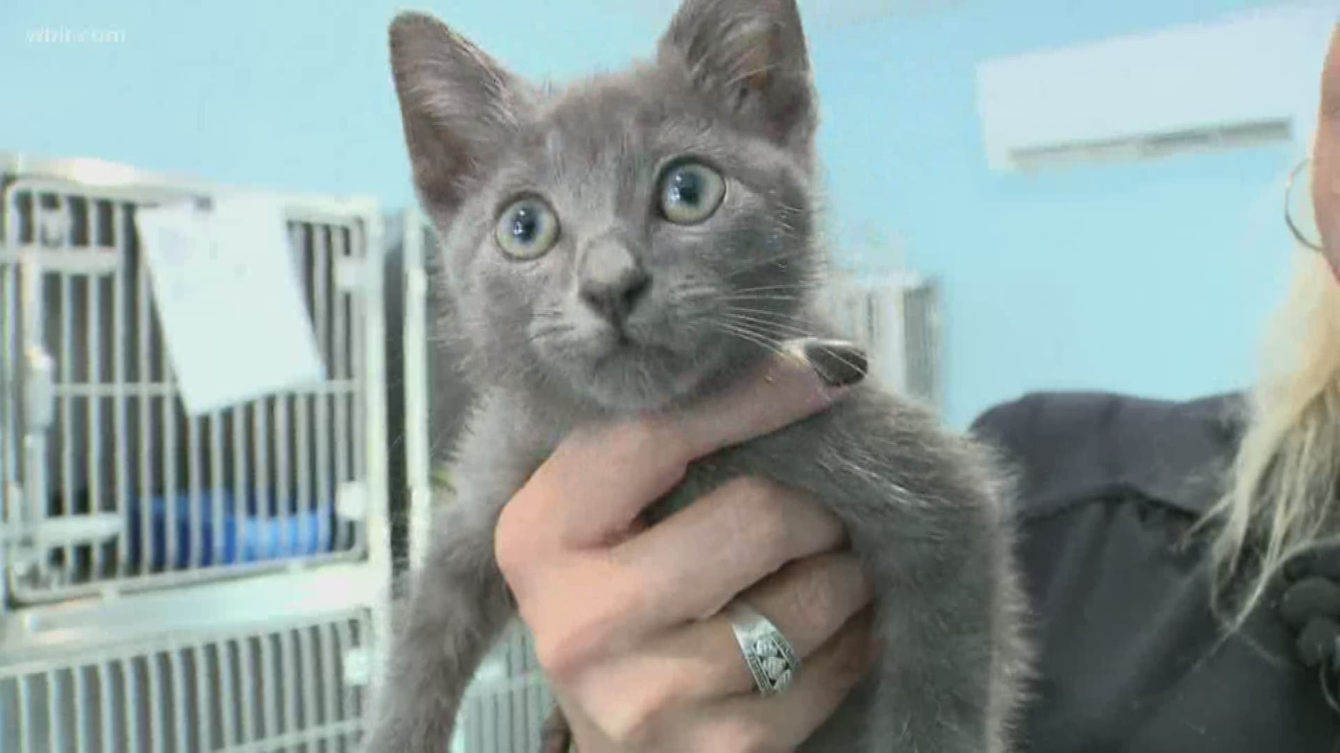 A kitten rescued from the middle of I-75 now had a new home.