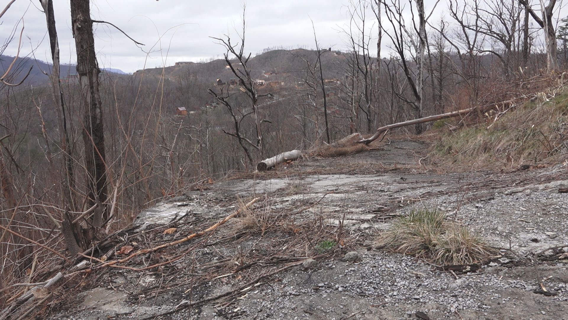 Kill the kudzu! Vine grows danger in Sevier County