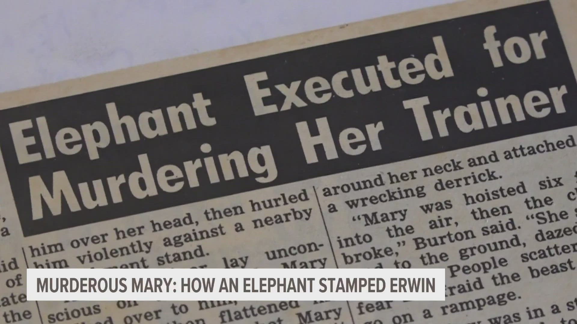 Mary was killed in 1916 after she grabbed, slammed, and stomped her handler.