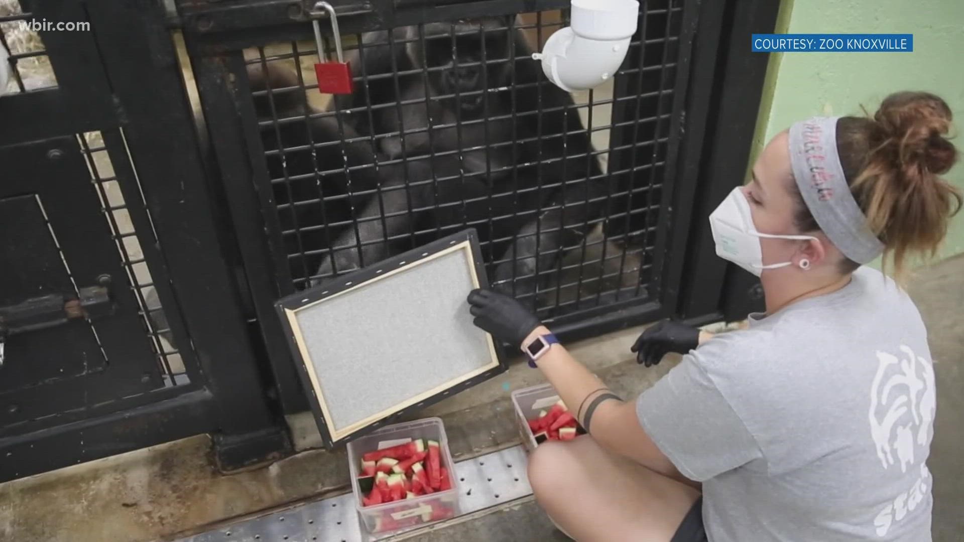 Zookeepers work one on one with the Western lowland gorilla family, providing enrichment training which includes creating art!