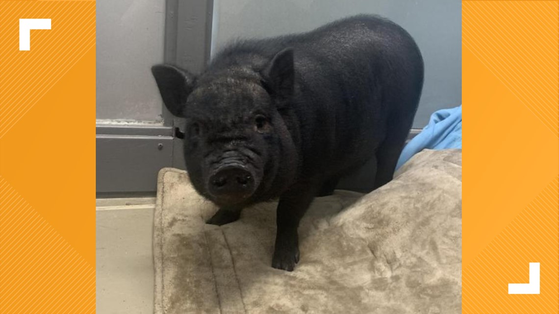 East Tennessee adoptable pigs looking for forever homes