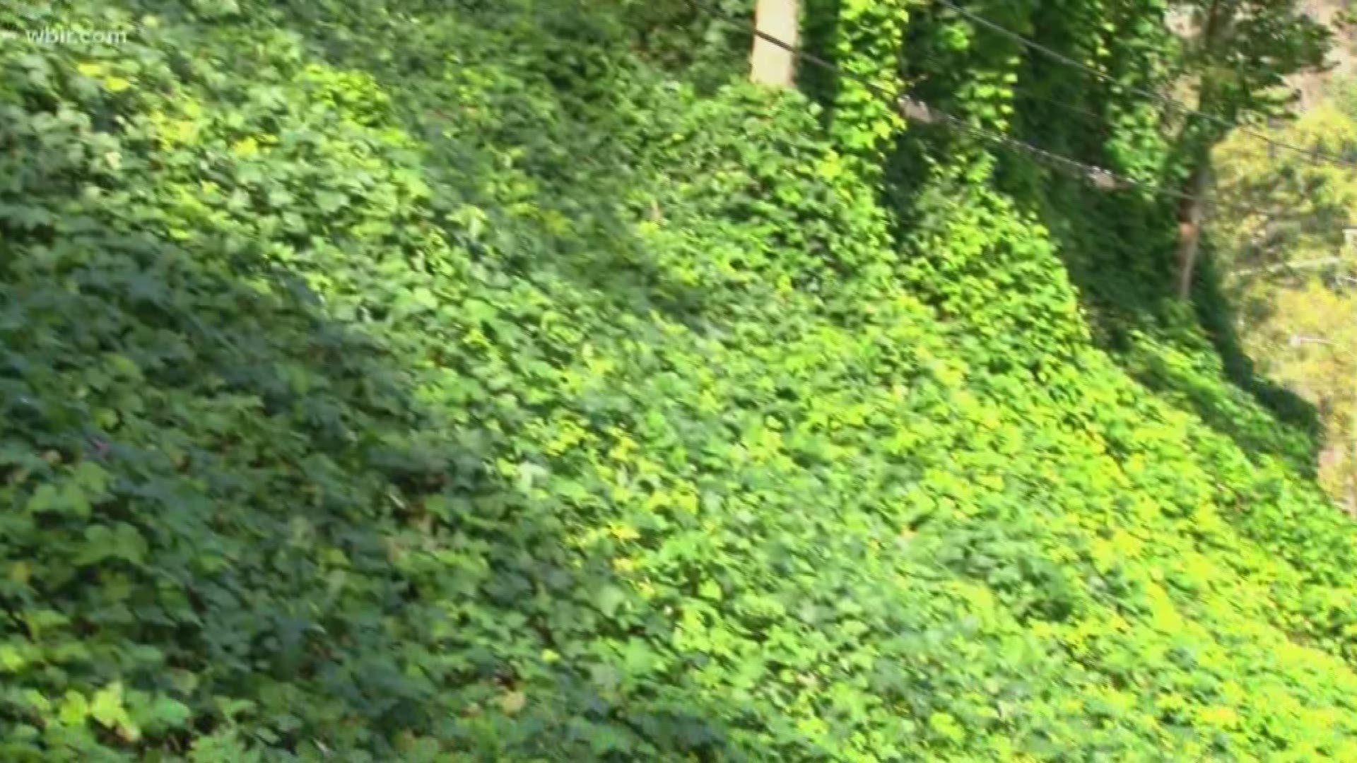 An invasive plant is taking over parts of Gatlinburg two years after the Sevier County wildfires killed native species on the mountainside.