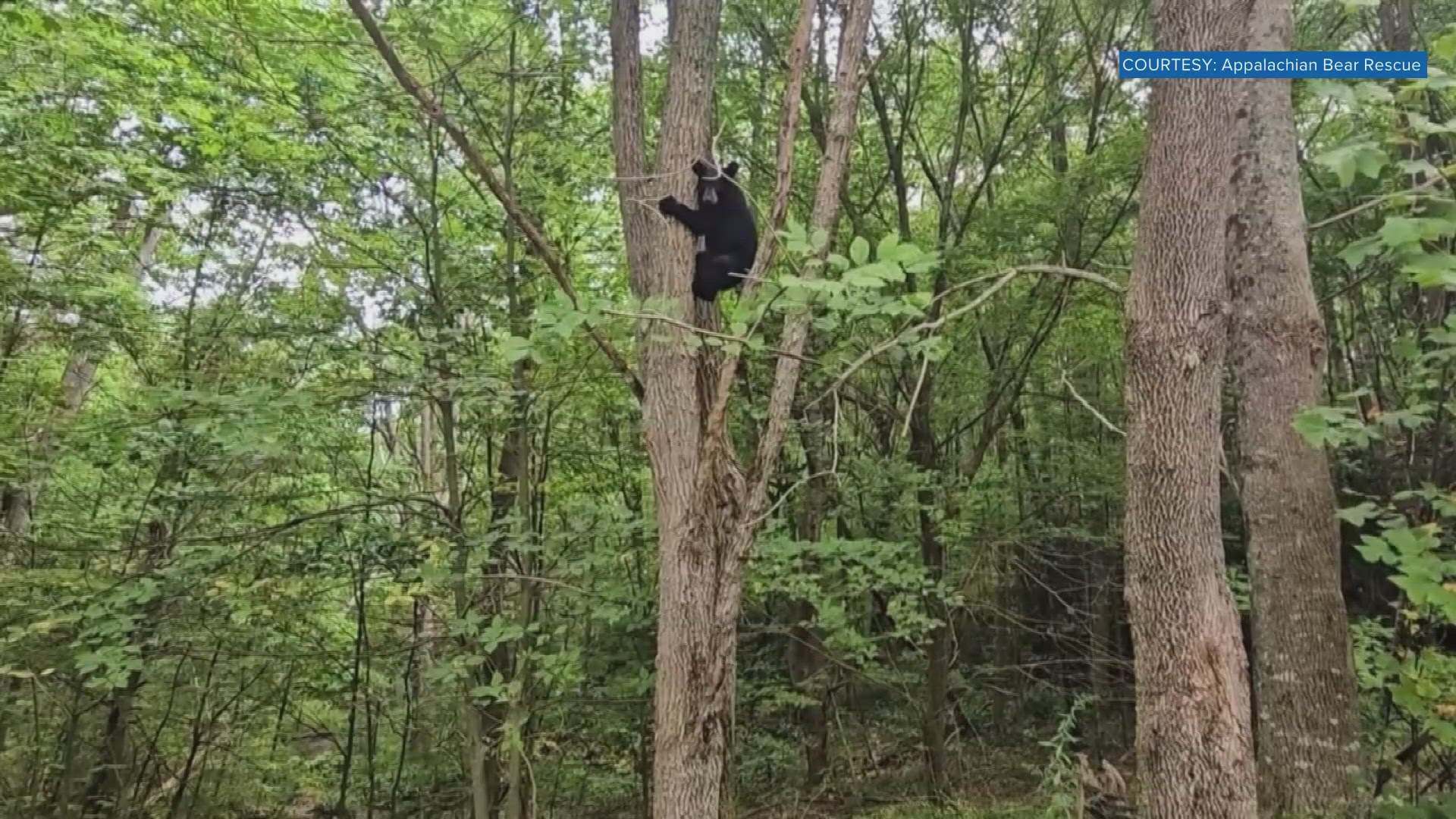 Appalachian Bear Rescue said that Plum P. bear arrived only six days prior. They said she was orphaned because of a human-bear conflict.