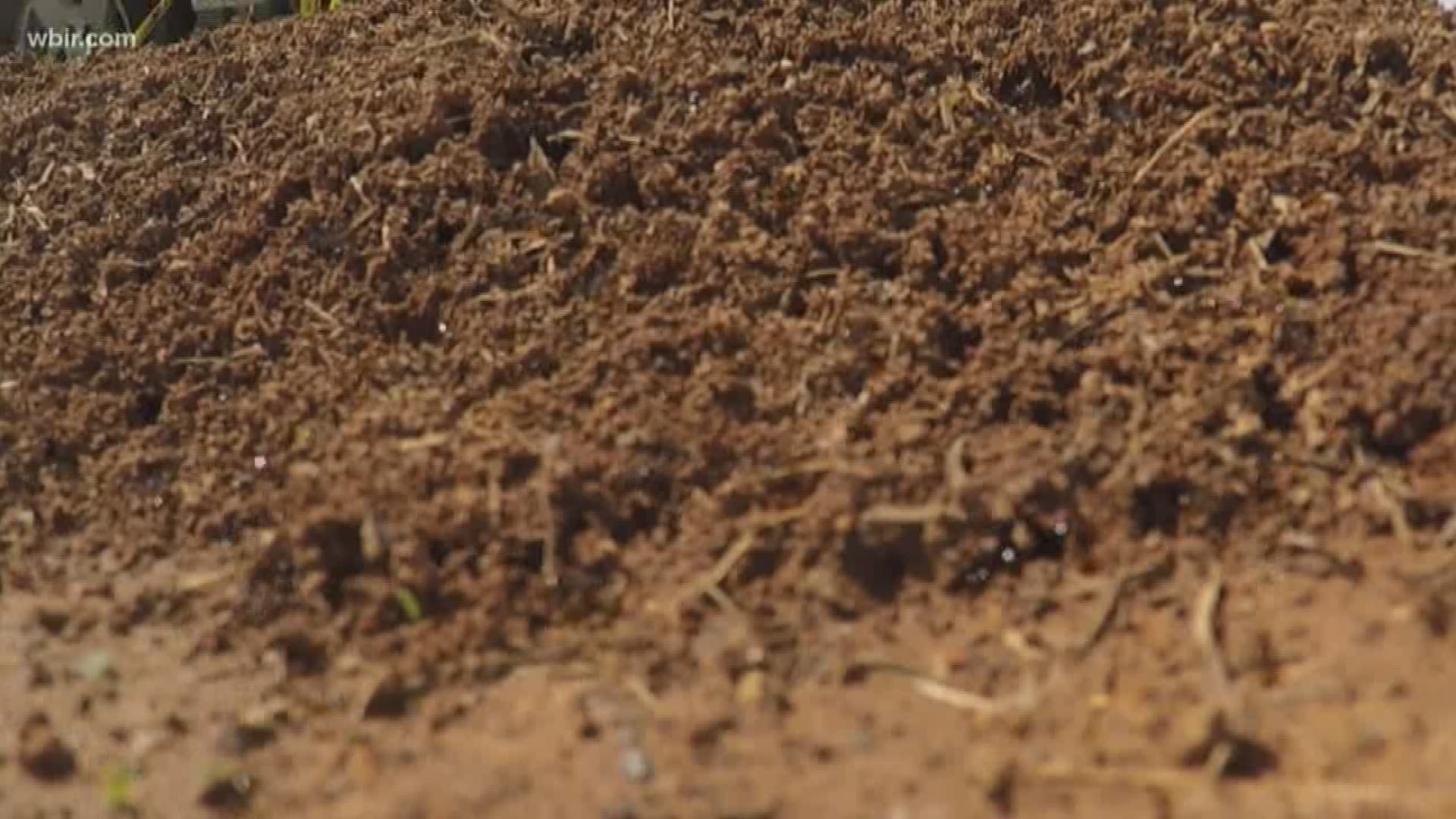 Although they may not be in everyone's yard, Brian Smith from Russell's Pest Control says people should still be aware of the ants as they are ready to attack.