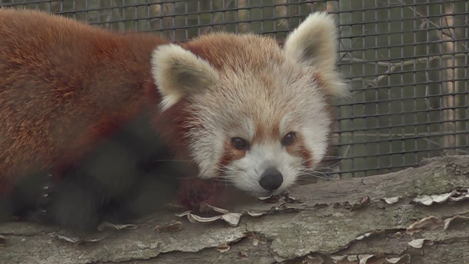 Zoo Knoxville will host a job fair on Feb. 2 and Feb. 4. You can also apply on their website. 