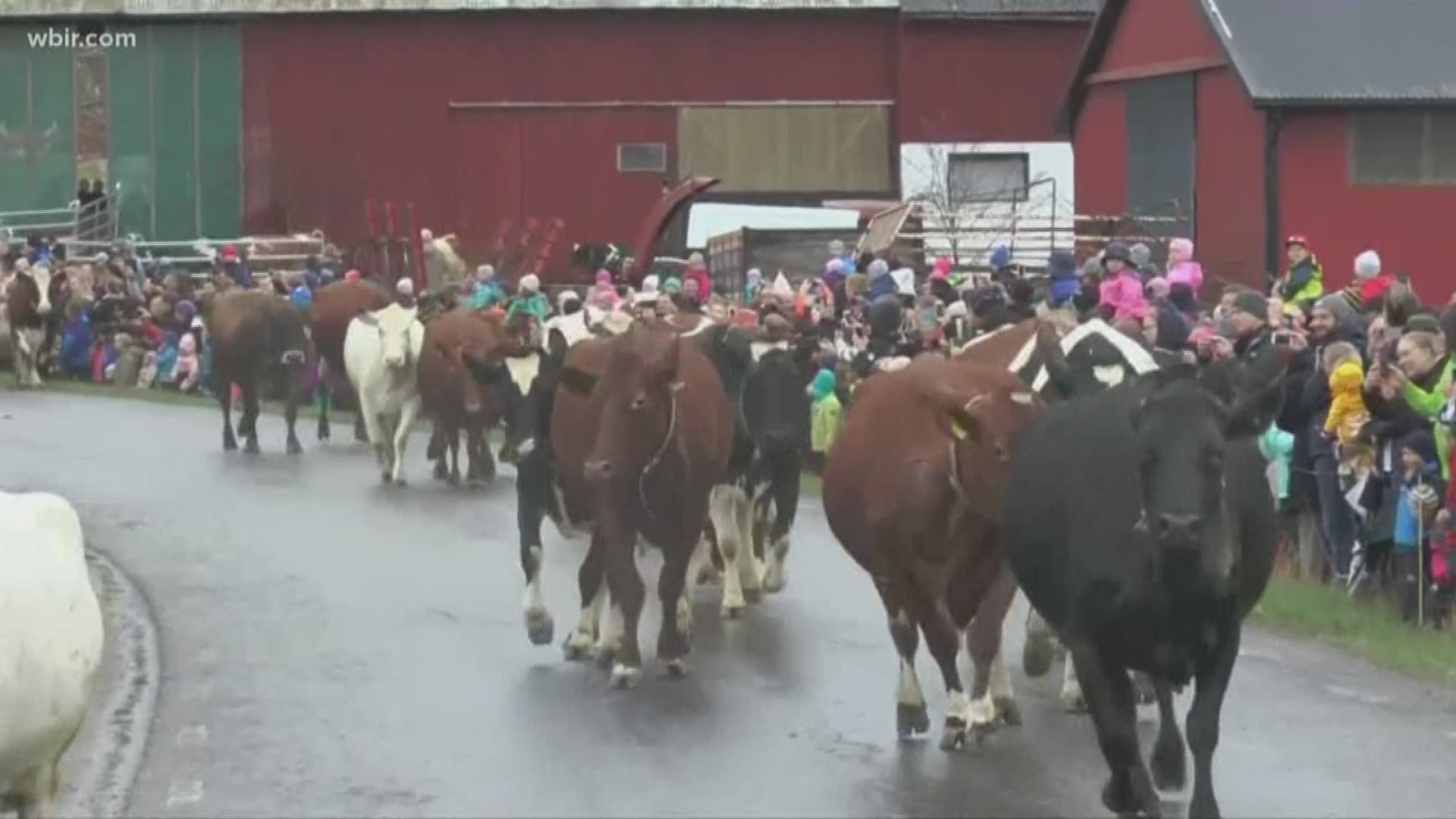 The barn doors opened and the cows happily trotted back to the field after being cooped up all winter.