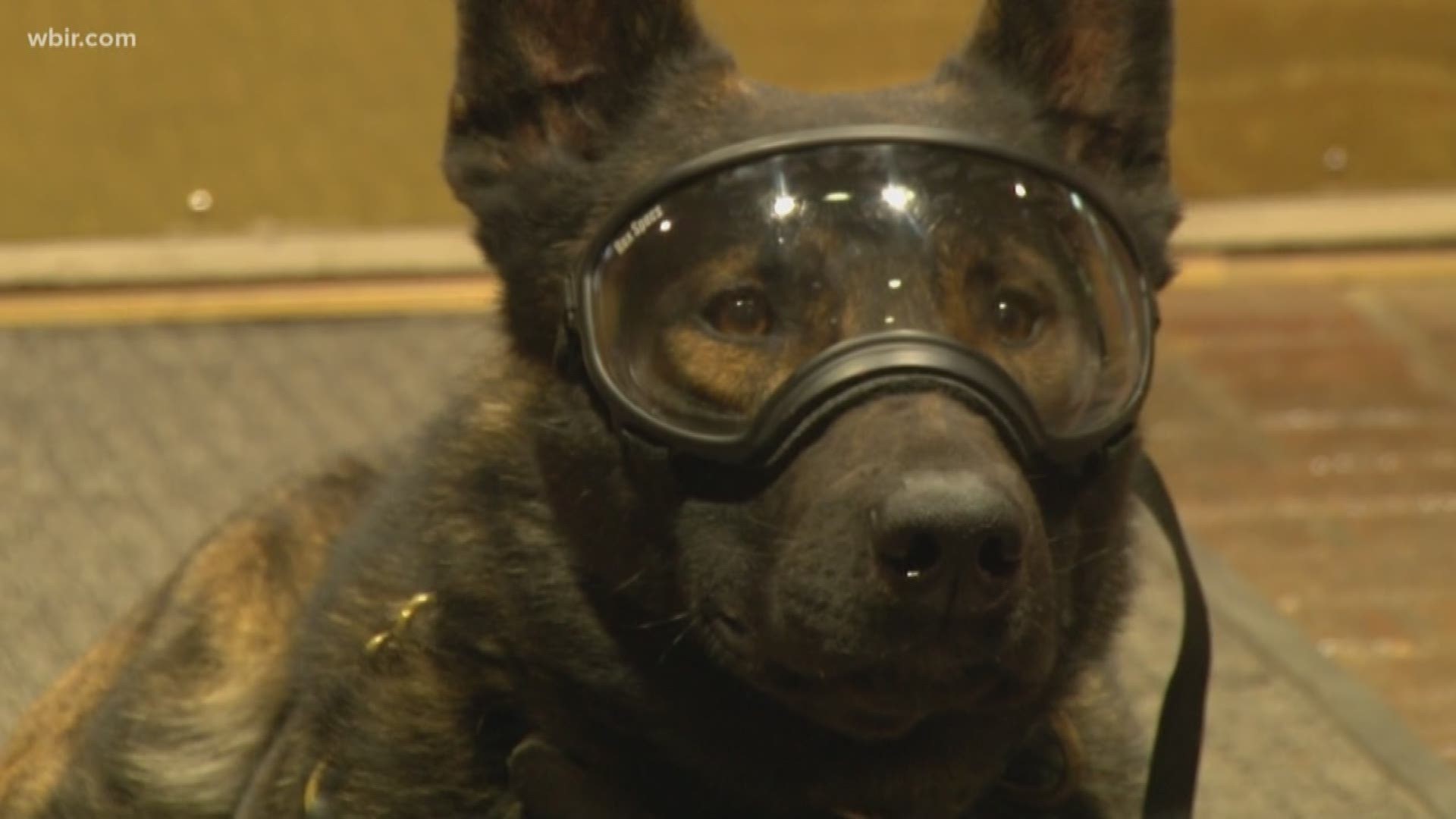 The goggles are designed to help protect the K-9's eyes, especially during training and hazardous working conditions.