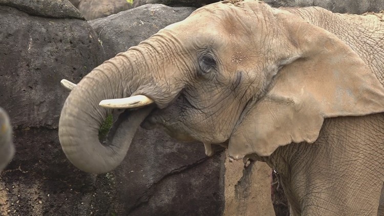 Zoo Knoxville moves Jana, 42-year-old elephant, to new home at The Elephant Sanctuary