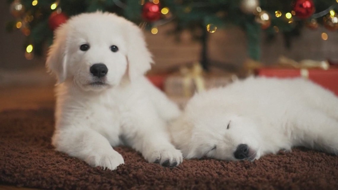 12 Days Of Scams Avoiding Puppy Scams Wbir Com   779d990c 5e8b 4e44 B82b E391e4cb6354 1140x641 