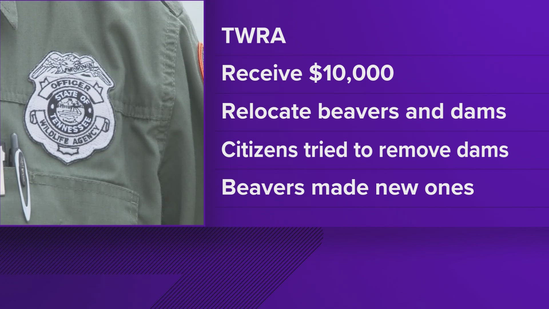 The Tennessee Wildlife Resource Agency will receive $10,000 in state funding to humanely relocate the beavers and remove dams to eliminate the flooding issues.
