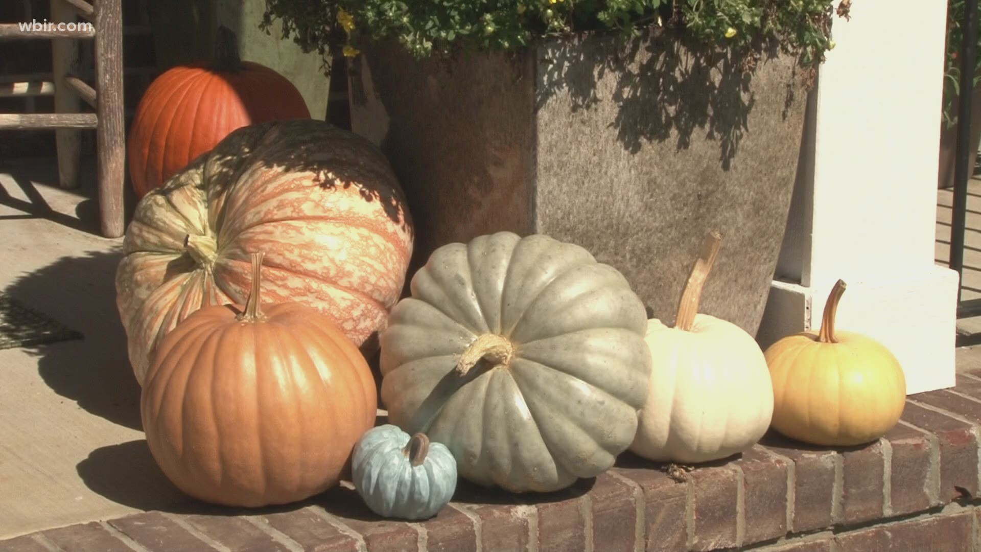 It's that time of year when people are grabbing pumpkins to take home!