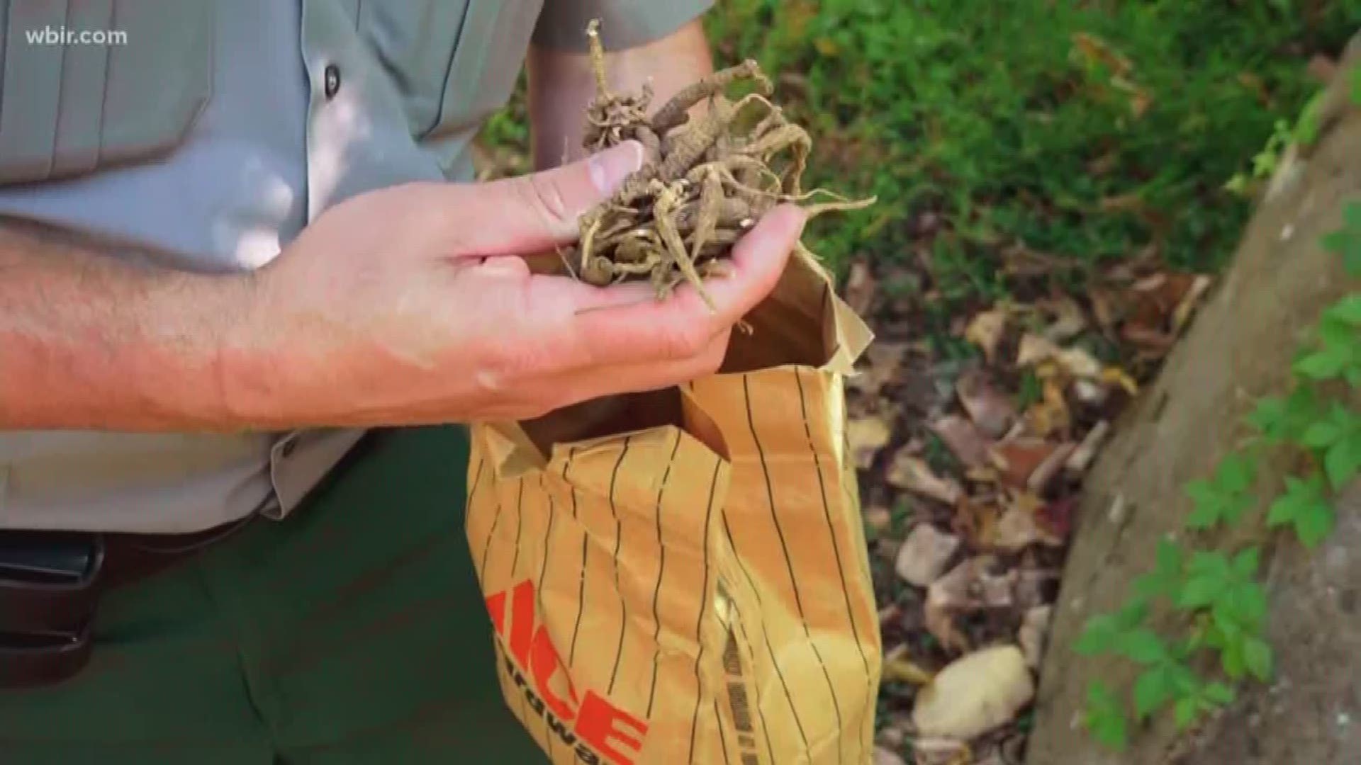 Oct. 18, 2017: Rangers in the Great Smoky Mountains National Park regularly fight treasure hunters who illegally harvest plants, especially ginseng.