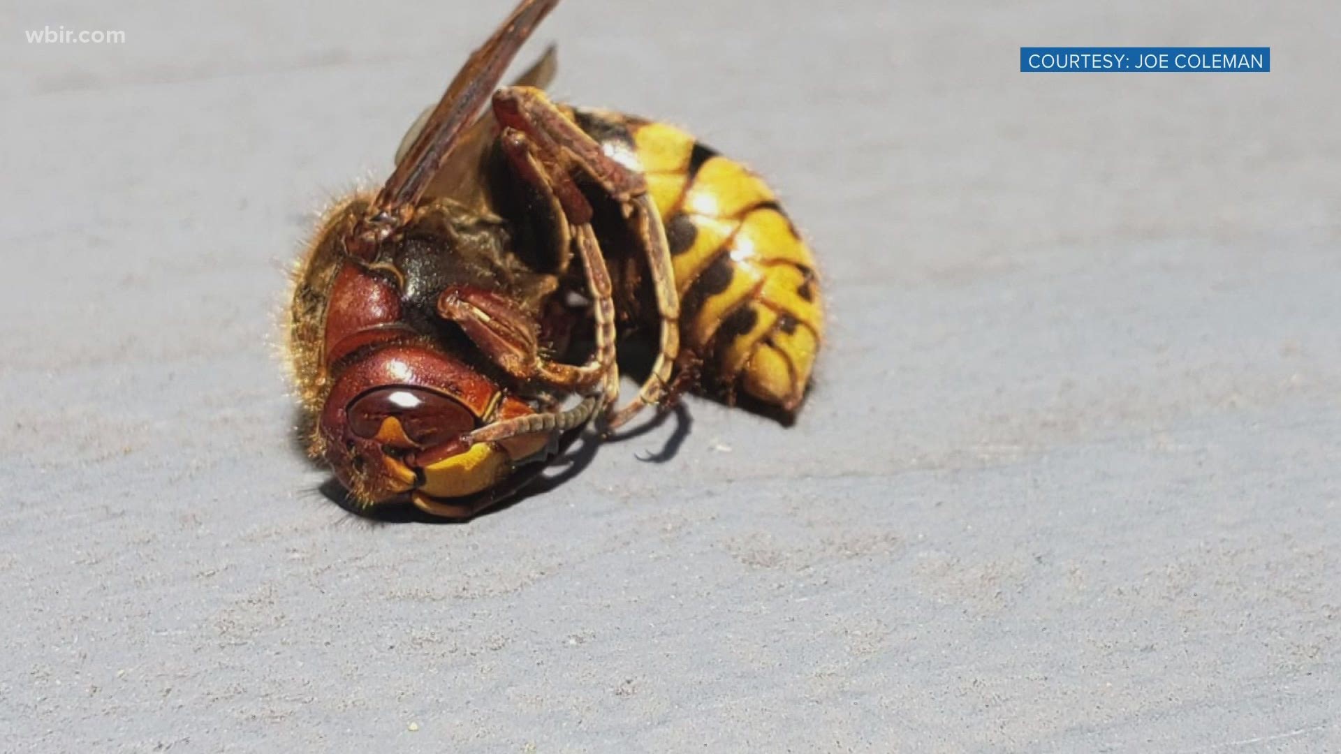European hornets look similar, but have 'raindrop' spots along their bands.