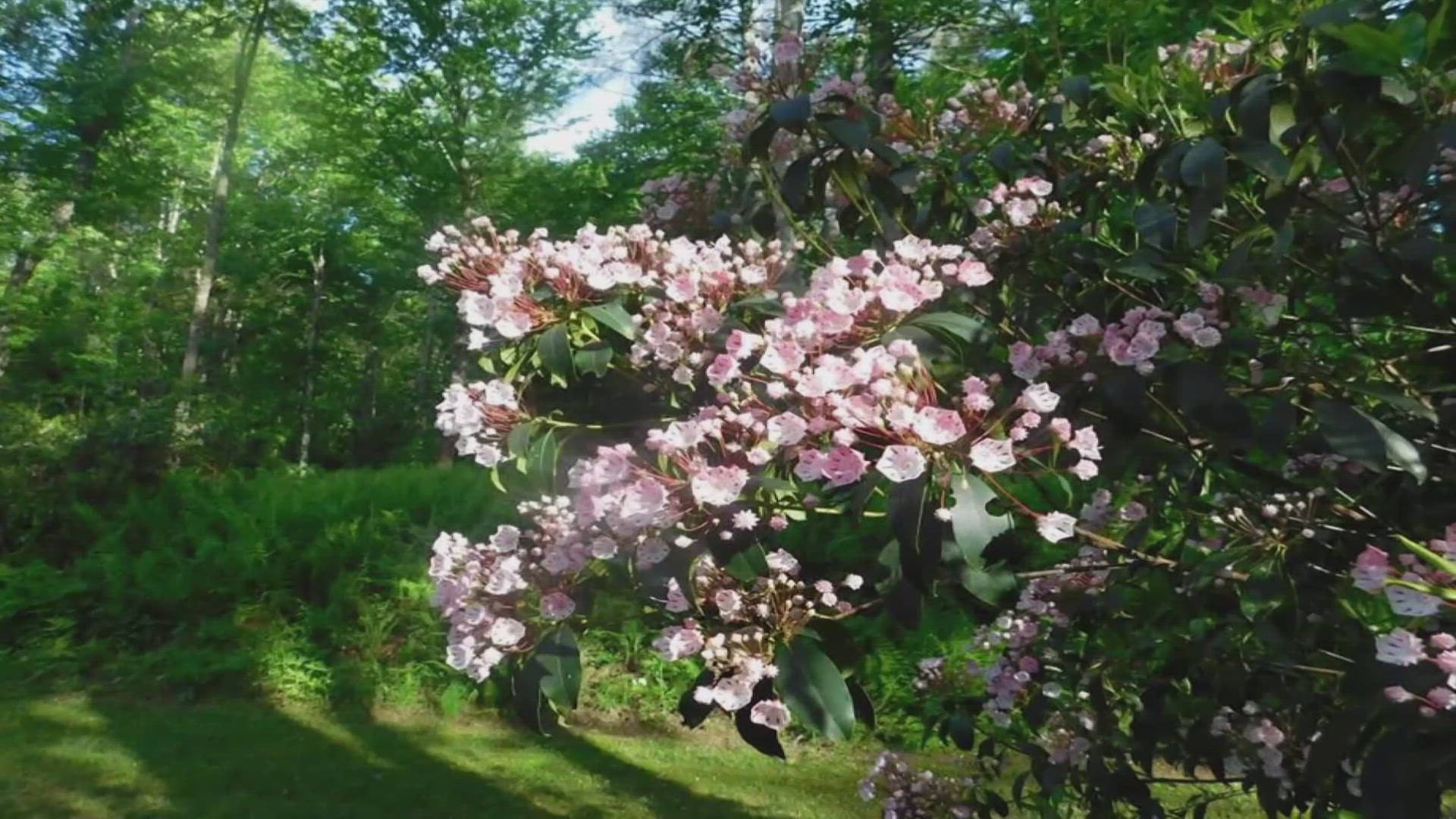 The annual event honors the natural beauty of the Cumberland Mountains and the flowering mountain laurel. 
