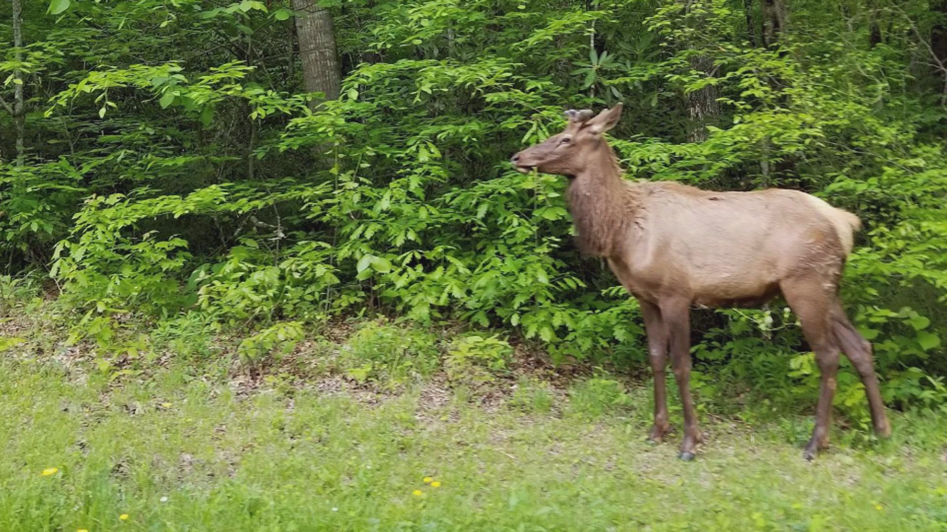 Great Smoky Mountains elk take high road to Tennessee