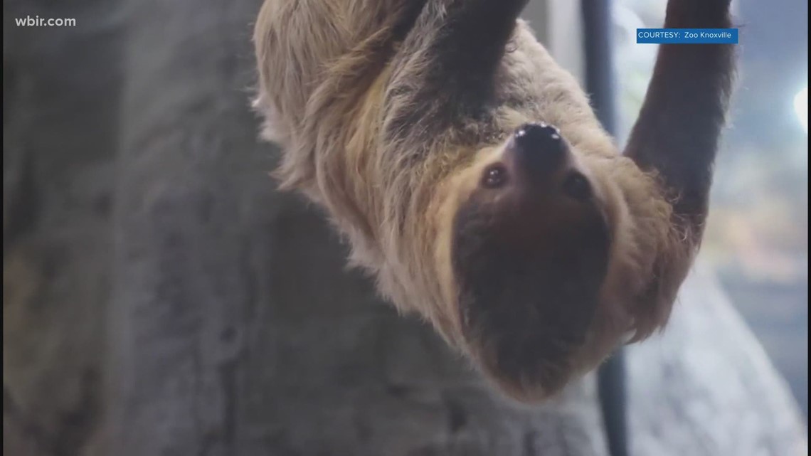 Zoo Knoxville's Joe the sloth, adjusts to new home in ARC