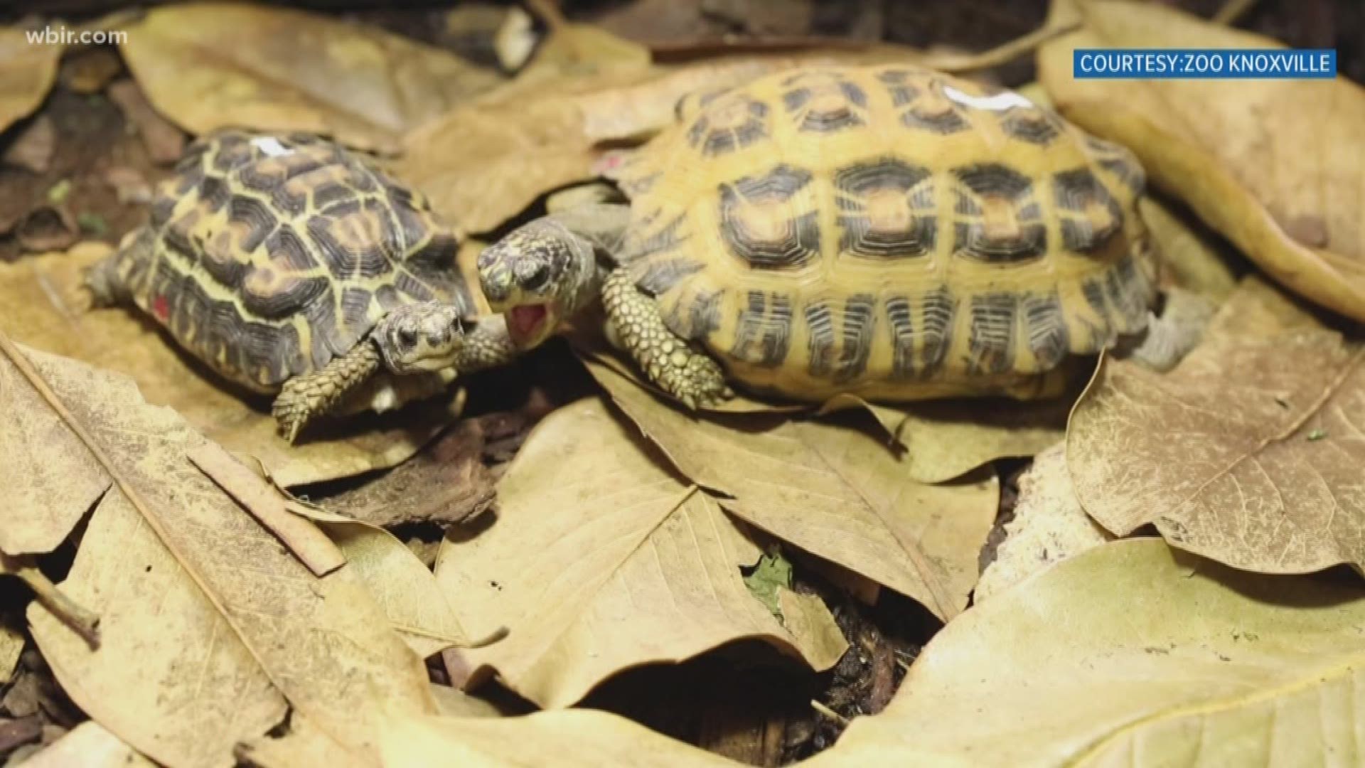 World Turtle Day is coming up this week, and Zoo Knoxville is celebrating it as one of the greatest days of the year.