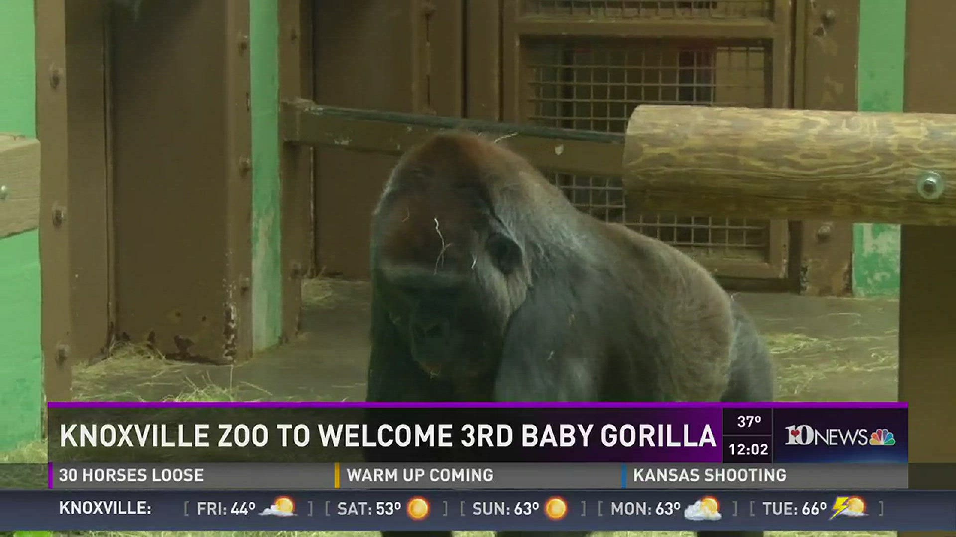 Knoxville Zoo to welcome third baby gorilla