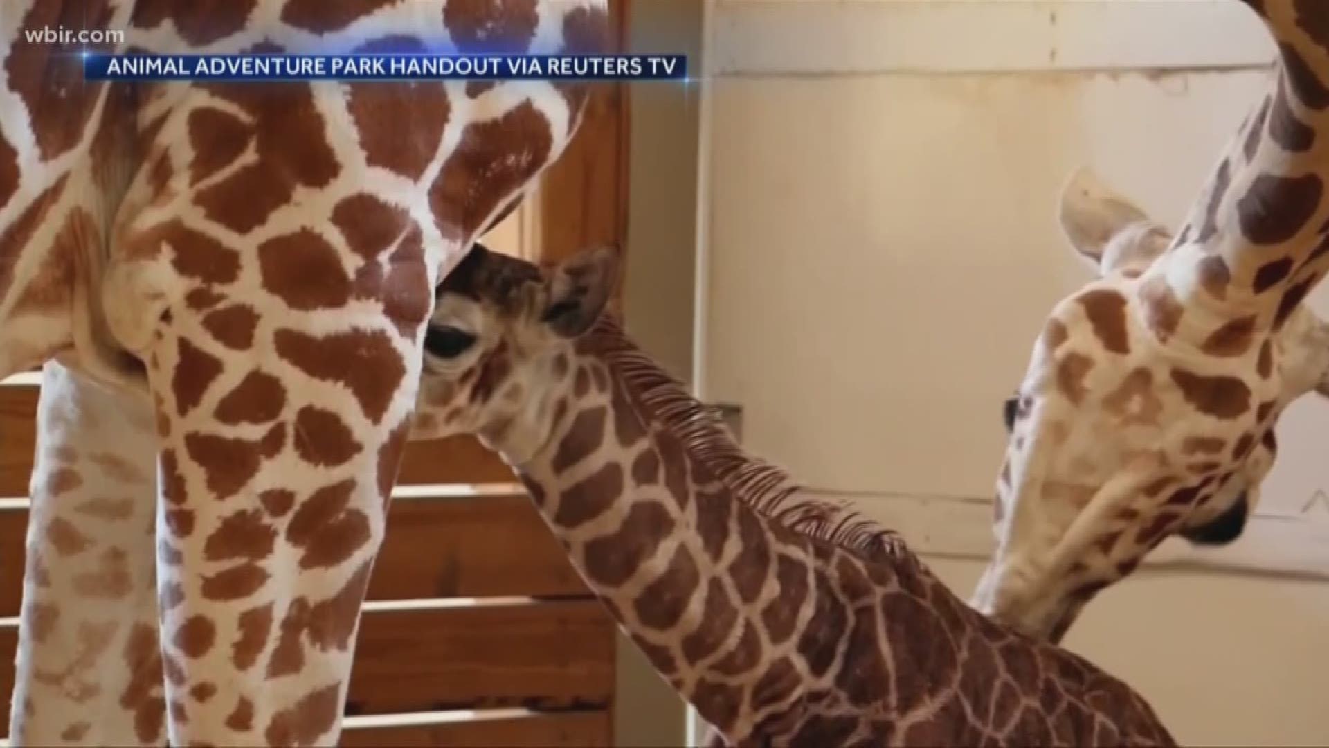 Our livestream of April the giraffe's pregnancy reached millions around the world. But for two people...it was the birth of a life long friendship.