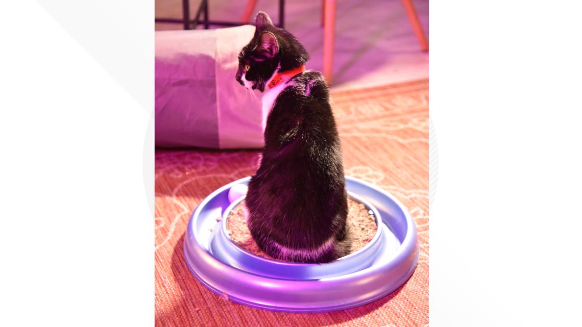 Photos Scruffy's Cafe, Knoxville's first cat cafe