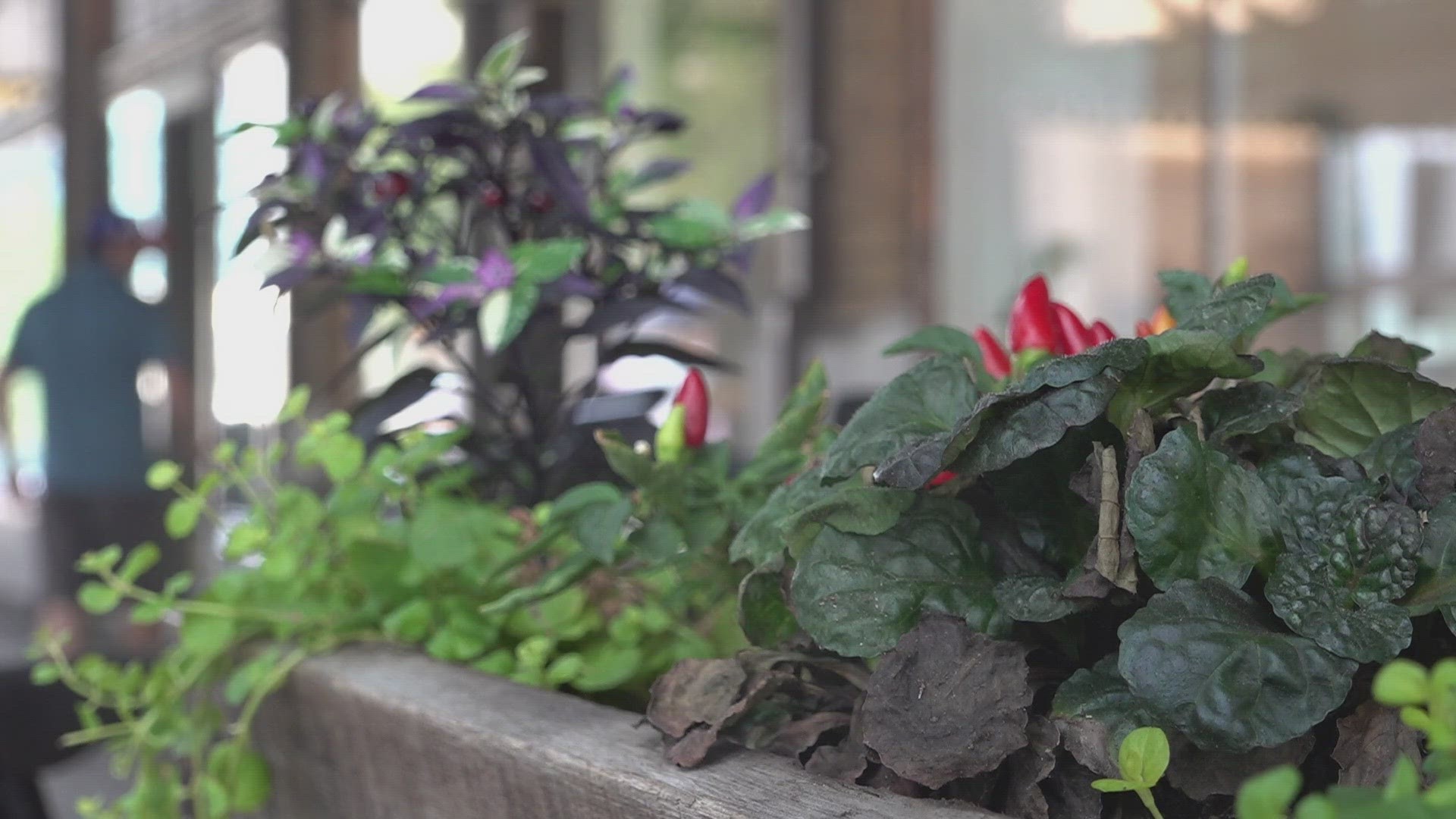 Downtown business owners told 10News that flower vandalism has been happening for years and they don't plan on stopping putting out flowers.