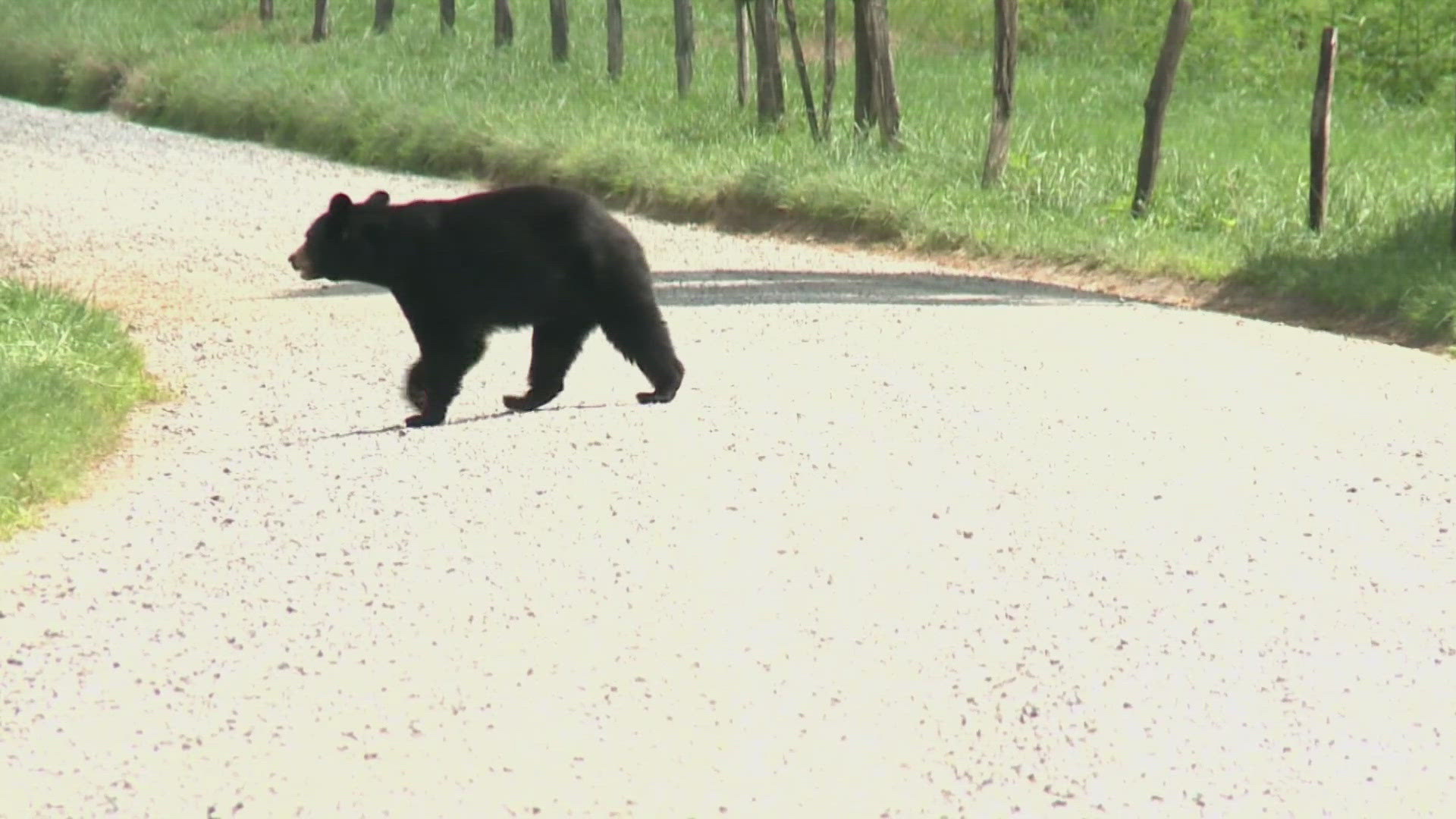 The TWRA said while the number of human-bear interactions has been around the same for this time of year, they have been reported closer together.