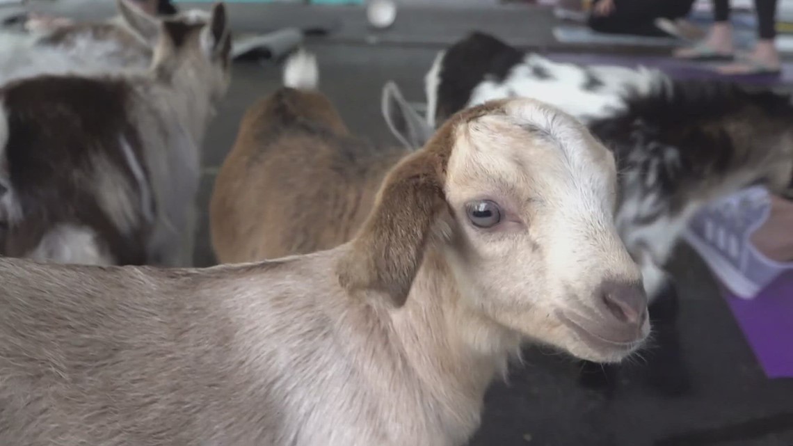 Goat yoga class returns at Little Ponderosa Zoo - Vimarsana News