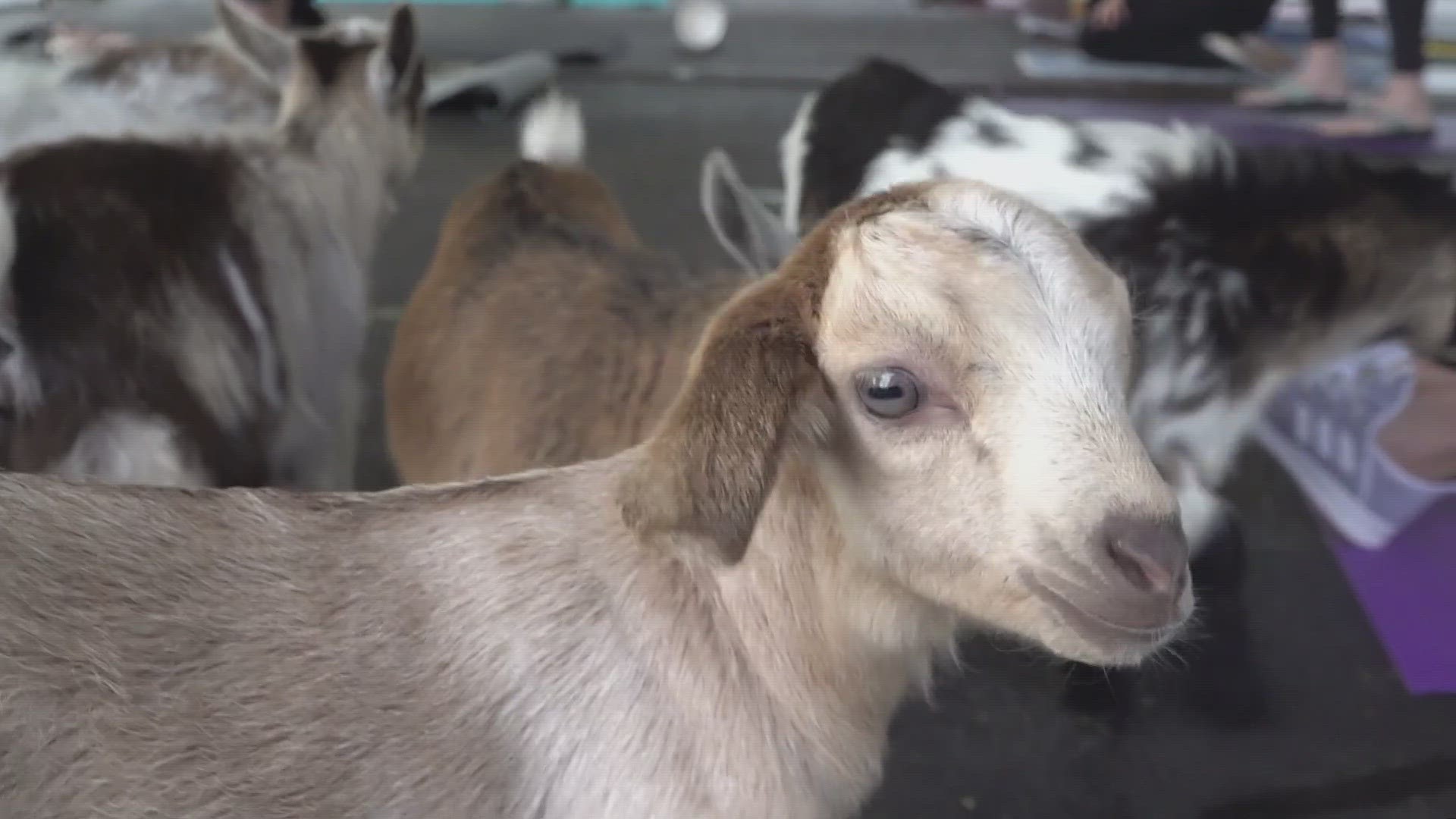 People got to unwind at the zoo's yoga class with adorable baby goats!