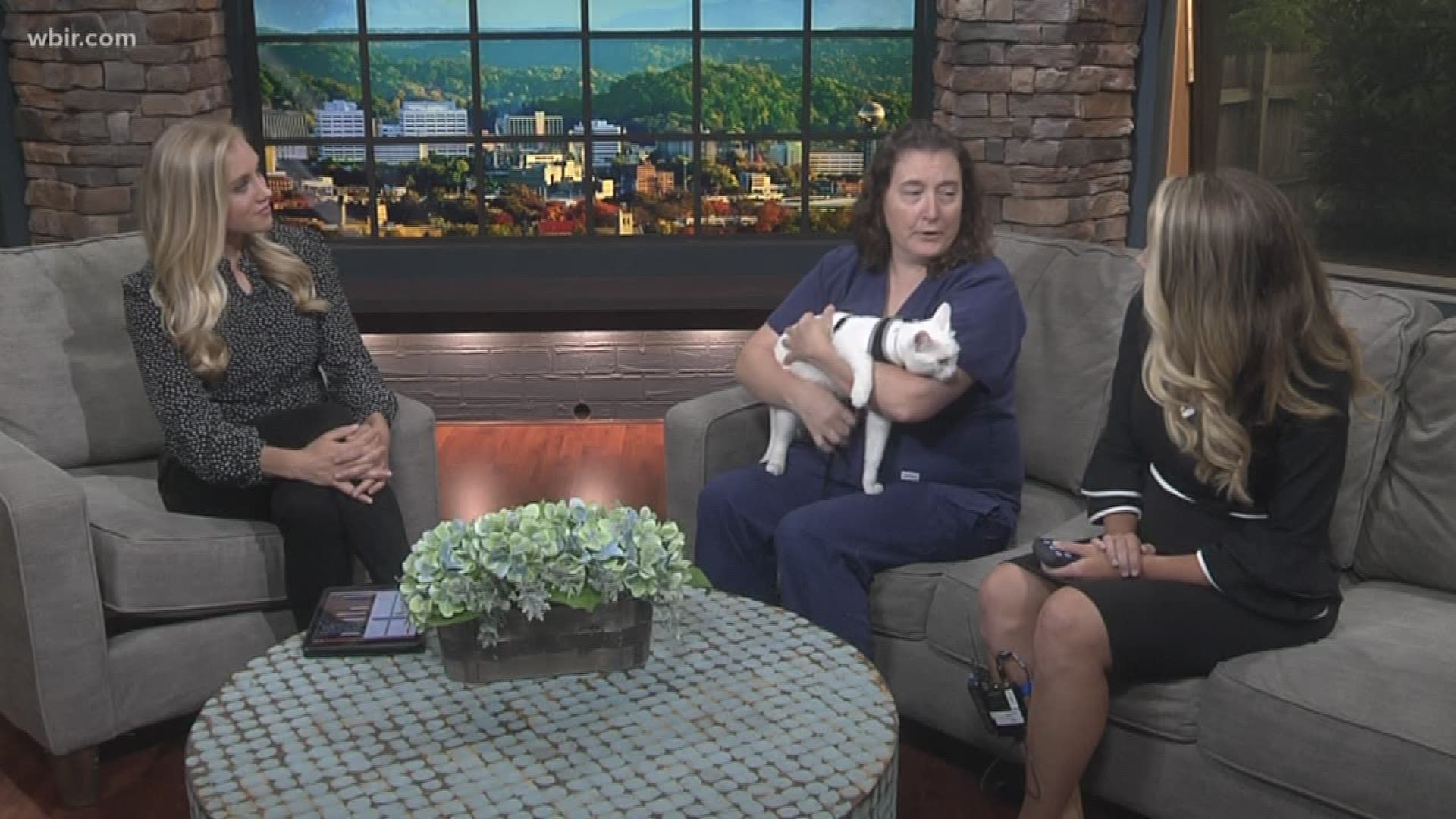 Dr. Lisa Chassy from Young-Williams Animal Center introduces us to a furry friend up for adoption and talks about kitten season at the center.