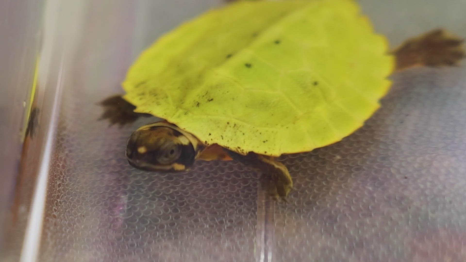 The first Malayan Flat-Shelled Turtle to hatch at an AZA facility came out of its egg at Zoo Knoxville.