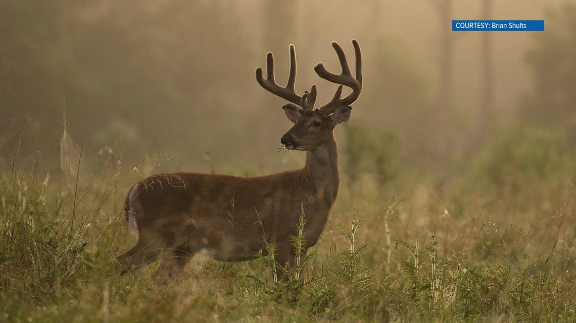 Tennessee's gun hunting season for deer opens soon