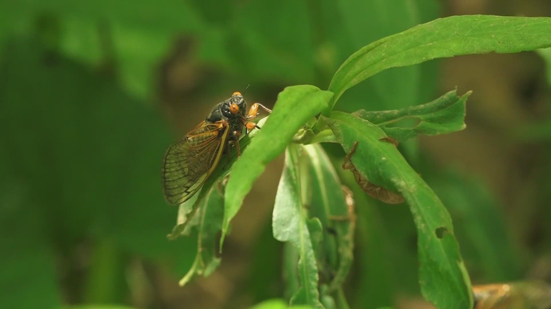 The cicadas that fill summer nights in East Tennessee with buzzing aren't always ones from Brood X.
