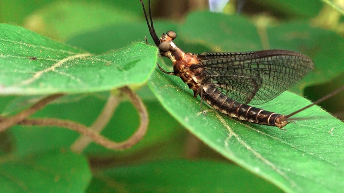 Mayfly mating madness overwhelms West Knox