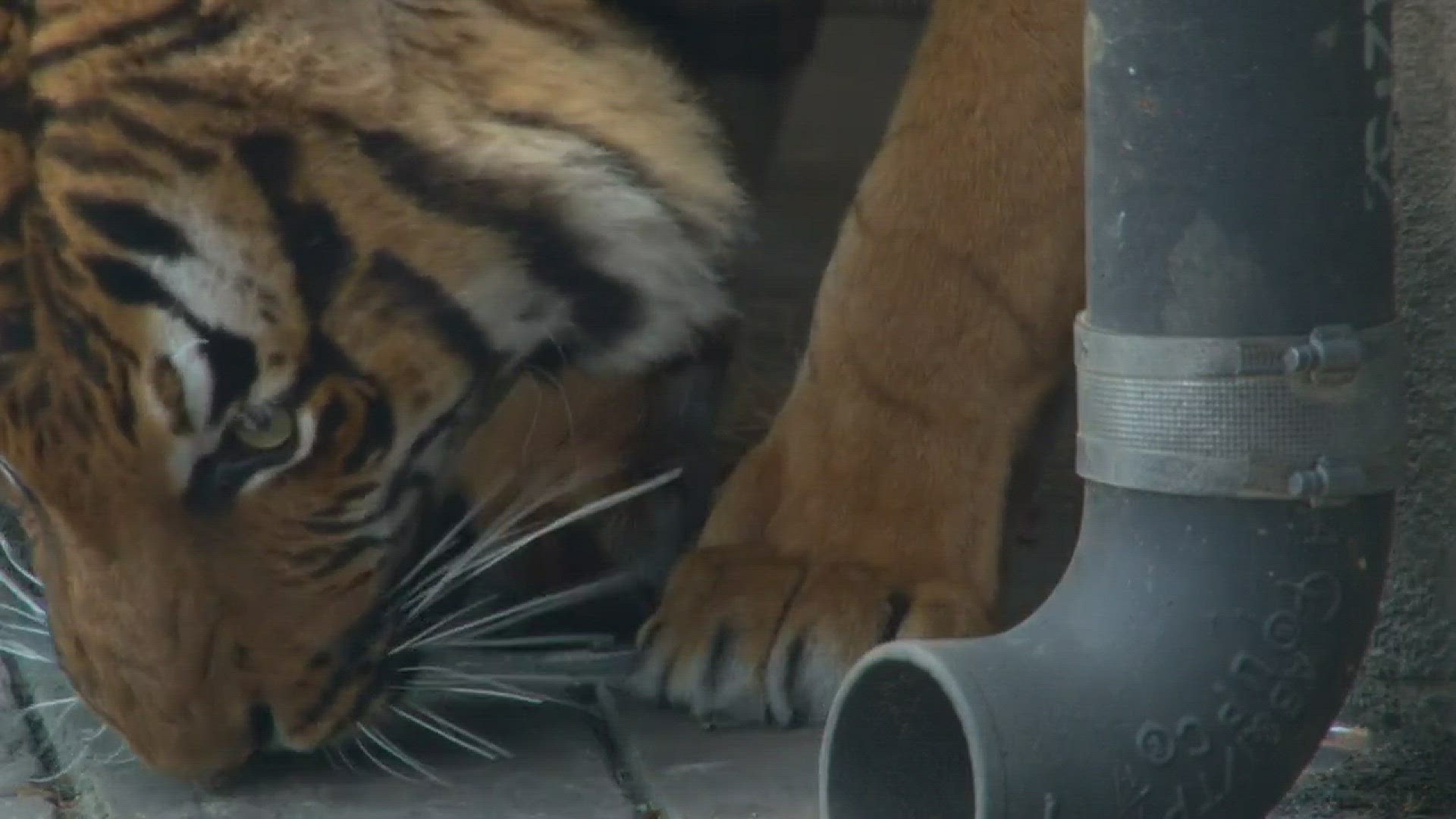 Zoo Knoxville will open its new Tiger Forest exhibit on Friday. Bashir, an 8-year-old male, is exploring his new home