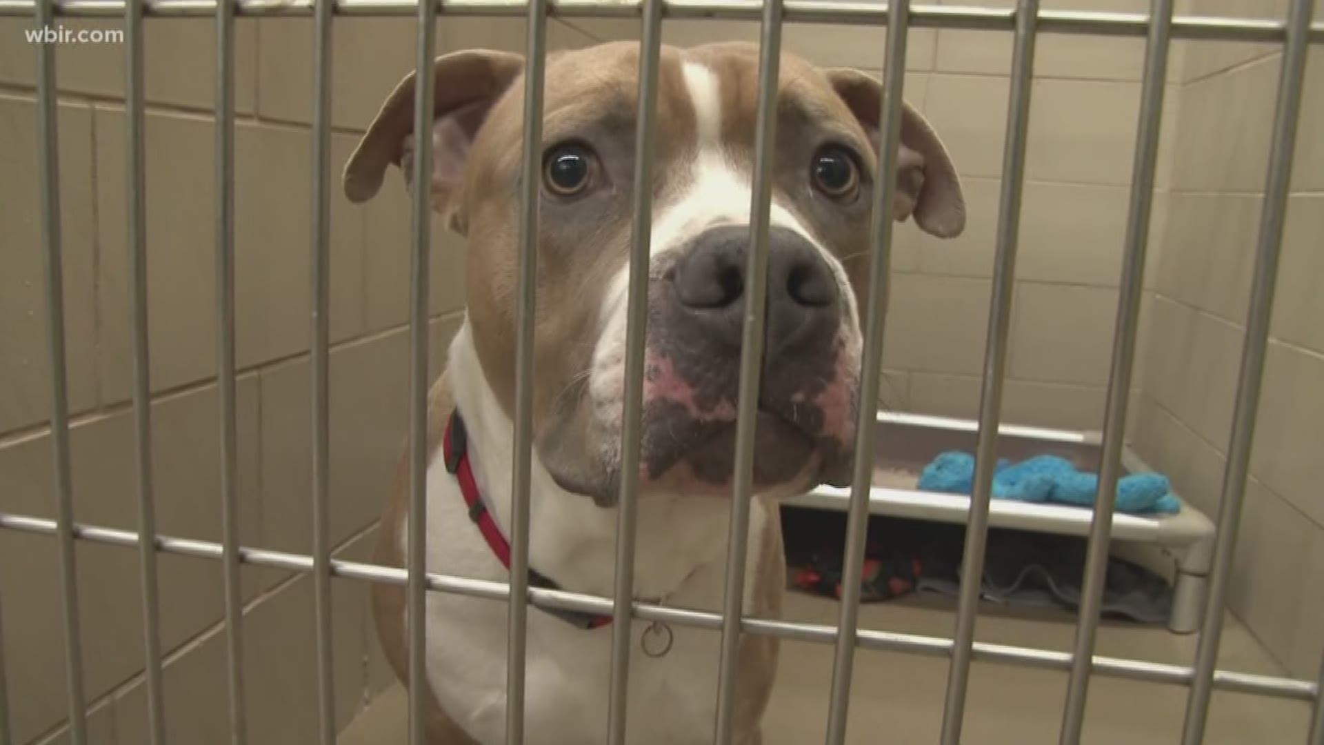 Young-Williams Animal Center is currently packed with pets that ran away around July 4th. 10News reporter Yvonne Thomas is at the shelter as it says it's at critical capacity.