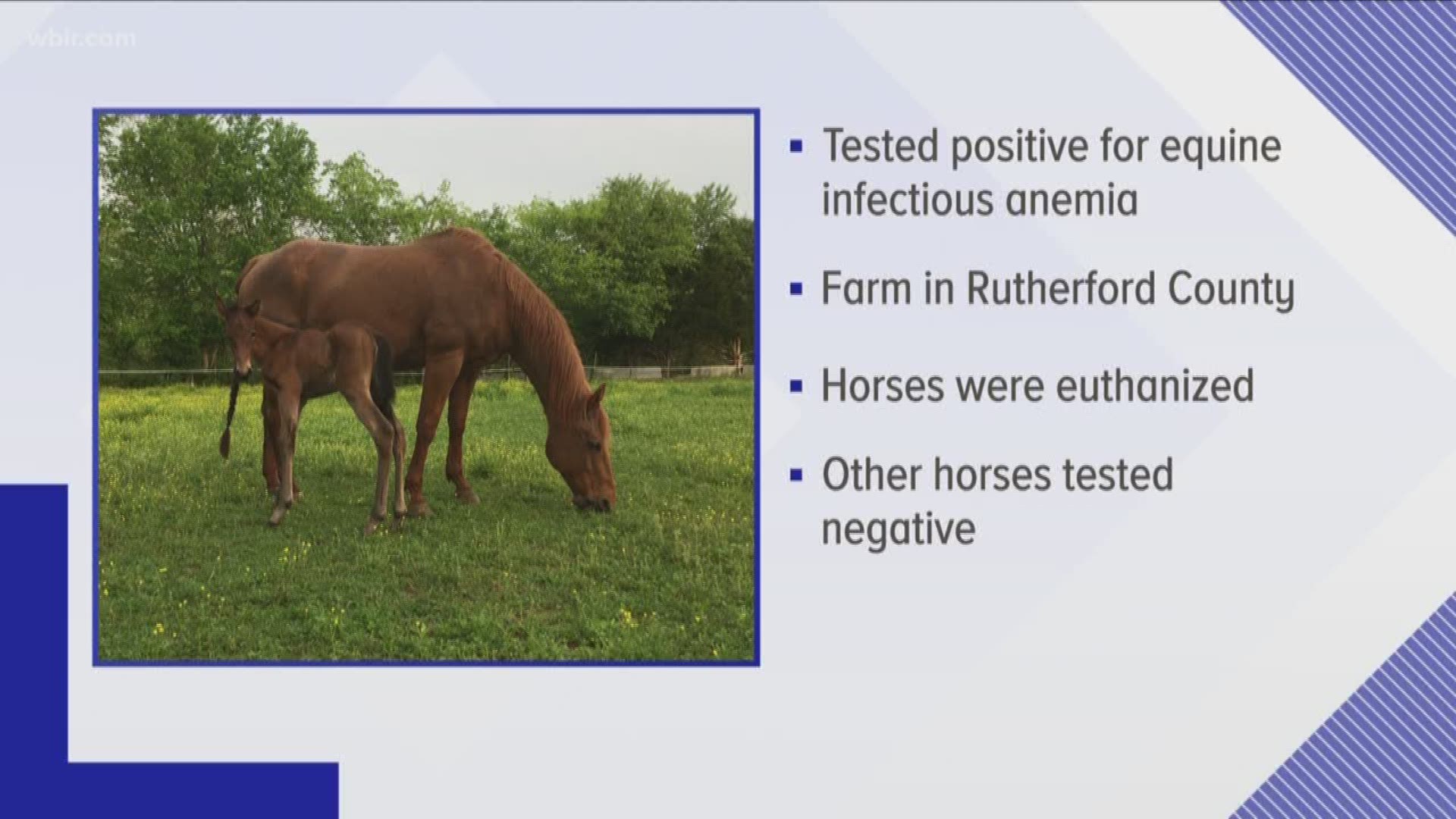 Those horses were euthanized. Six other horses at the same farm tested negative, but will remain in quarantine until they can be tested a second time, according to officials.