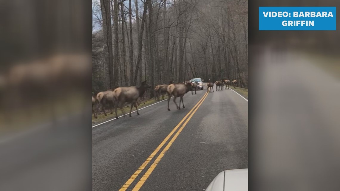 Exciting Traffic Jam: Watch A Massive Herd Of 30+ Elk Cross The Road In 