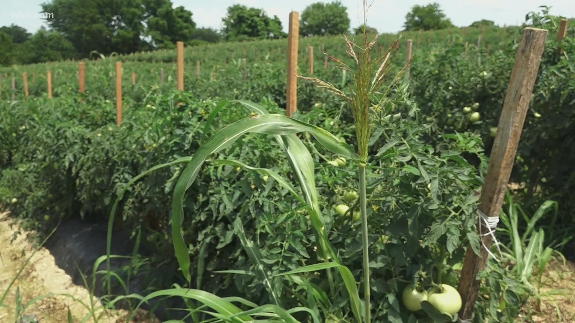 Typically, rain can help farmers grow their crops. But too much of it can harm them, causing a blight on some plants.