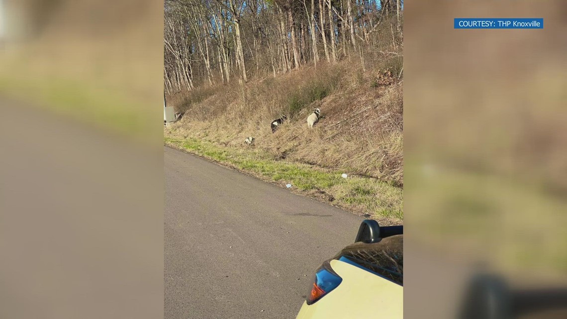 THP trooper guides family of goats