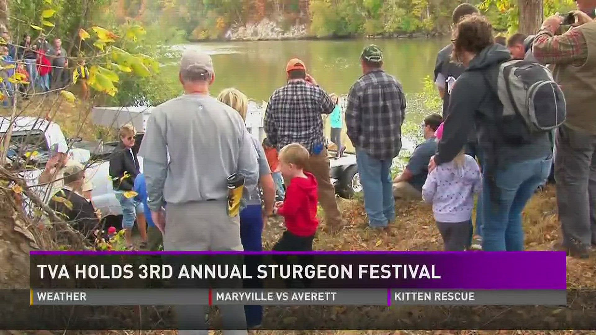Oct. 22, 2016: TVA held its third annual Sturgeon Fest at Seven Islands State Birding Park where they released 2,000 lake sturgeon into the French Broad River.