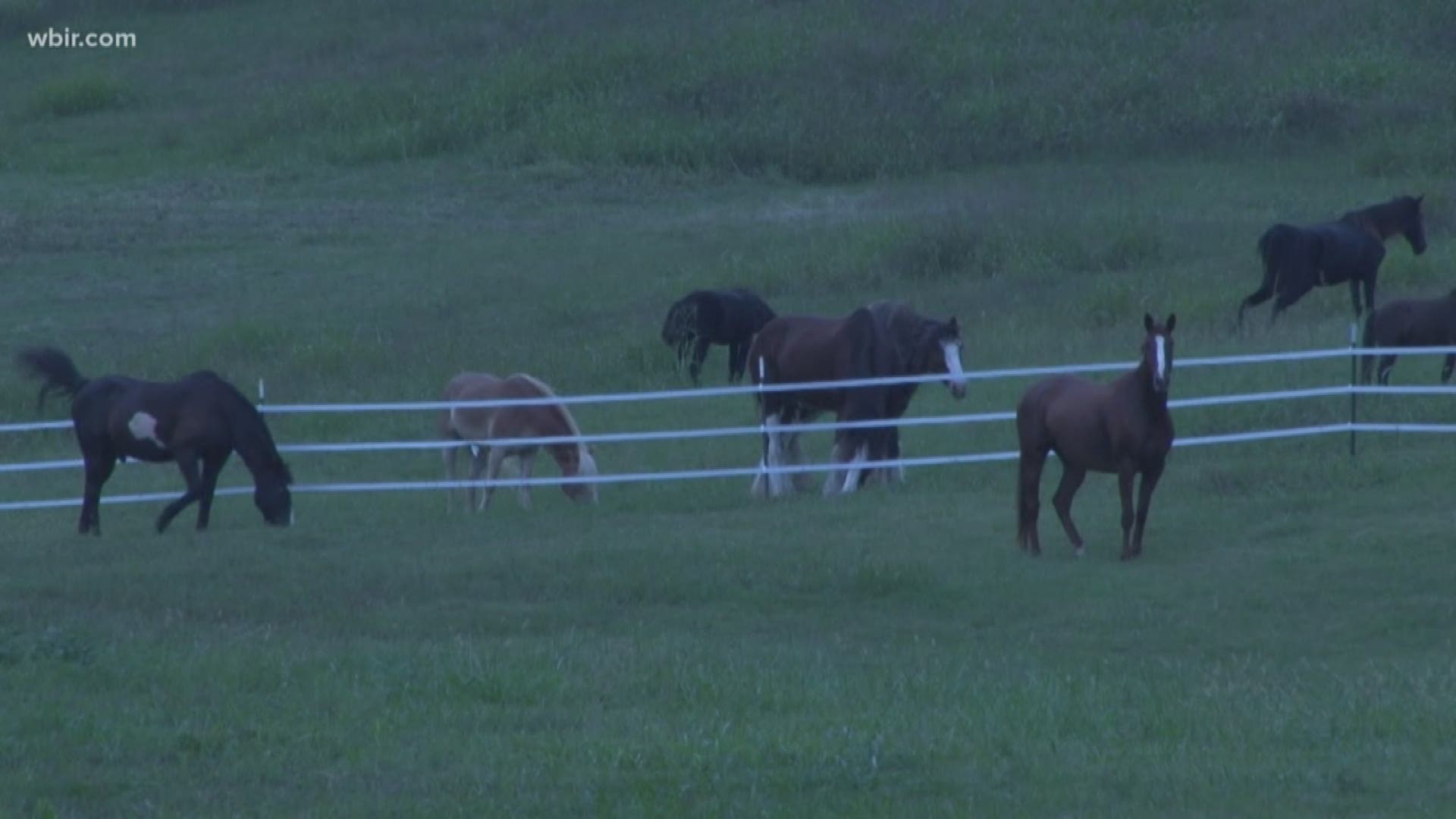 With six days to spare, they got a call from Horse Haven, which recommended the HM Dressage property.