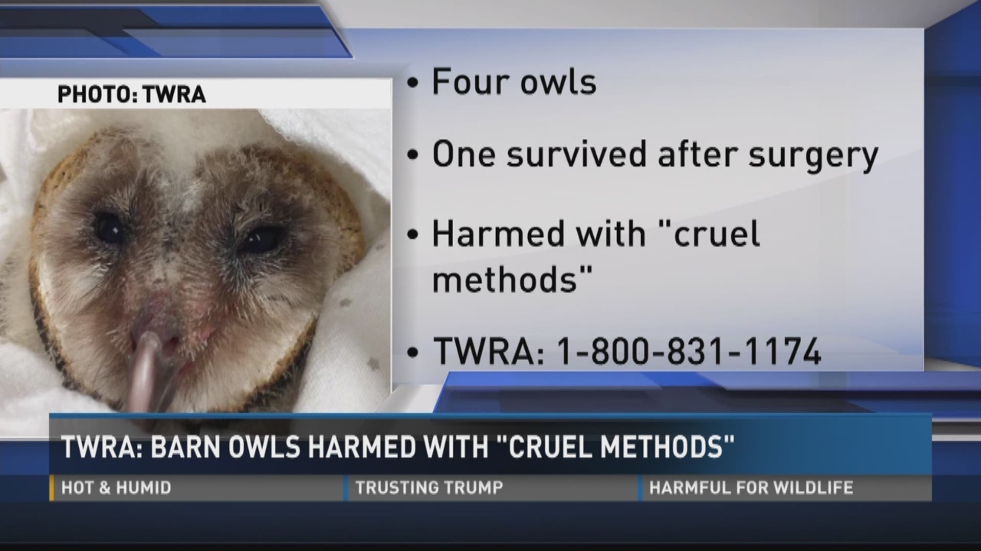 June 29, 2017: Wildlife officials say four barn owls were abused at a business in Alcoa.