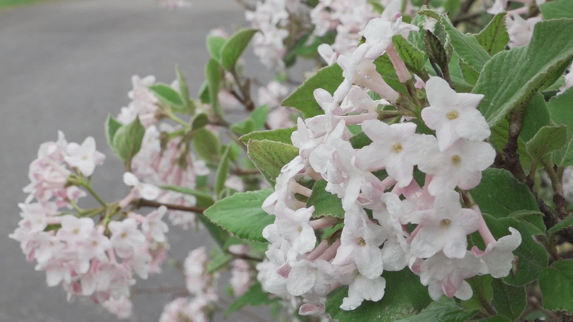 Before closing permanently, the garden will be open to the public one last time on April 12 and 13 as one of the featured gardens in the Dogwood Arts Festival. 