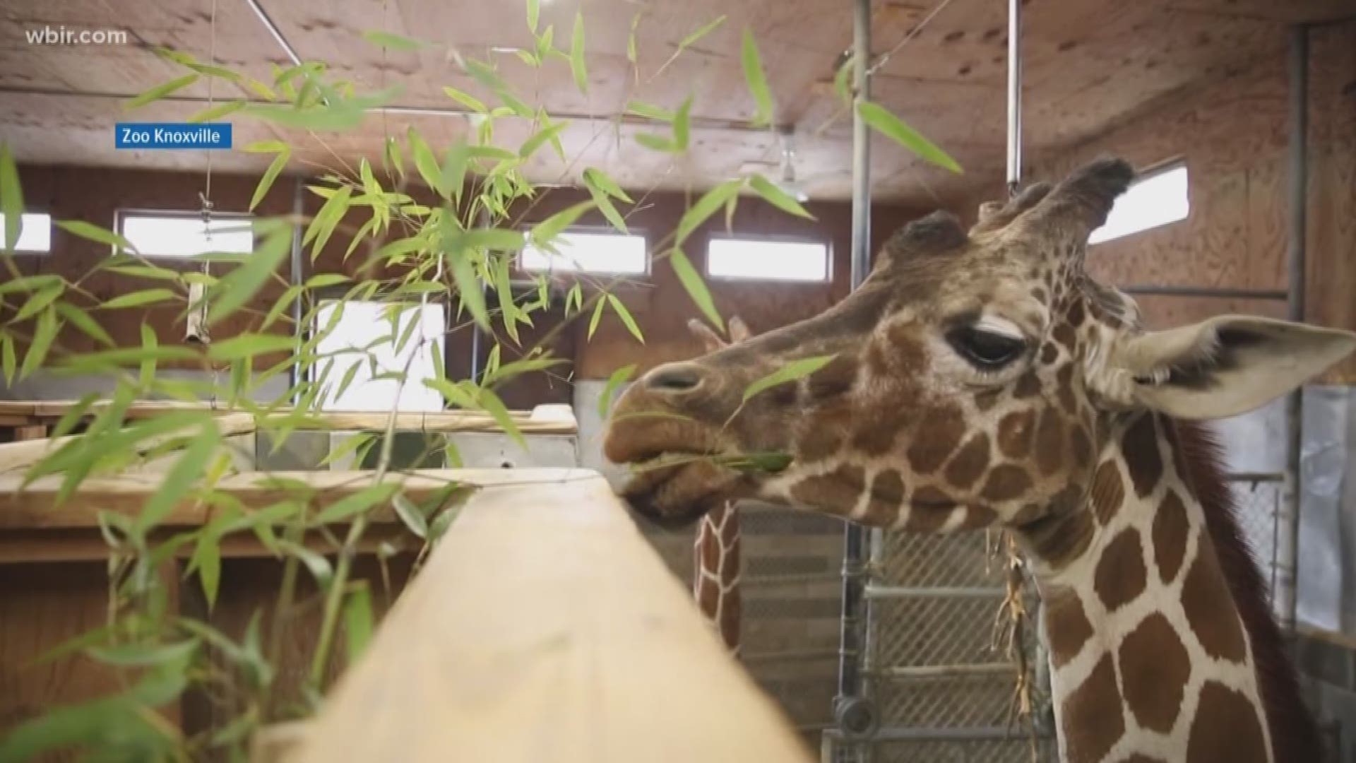 Zoo Knoxville euthanized the beloved giraffe Thursday morning.