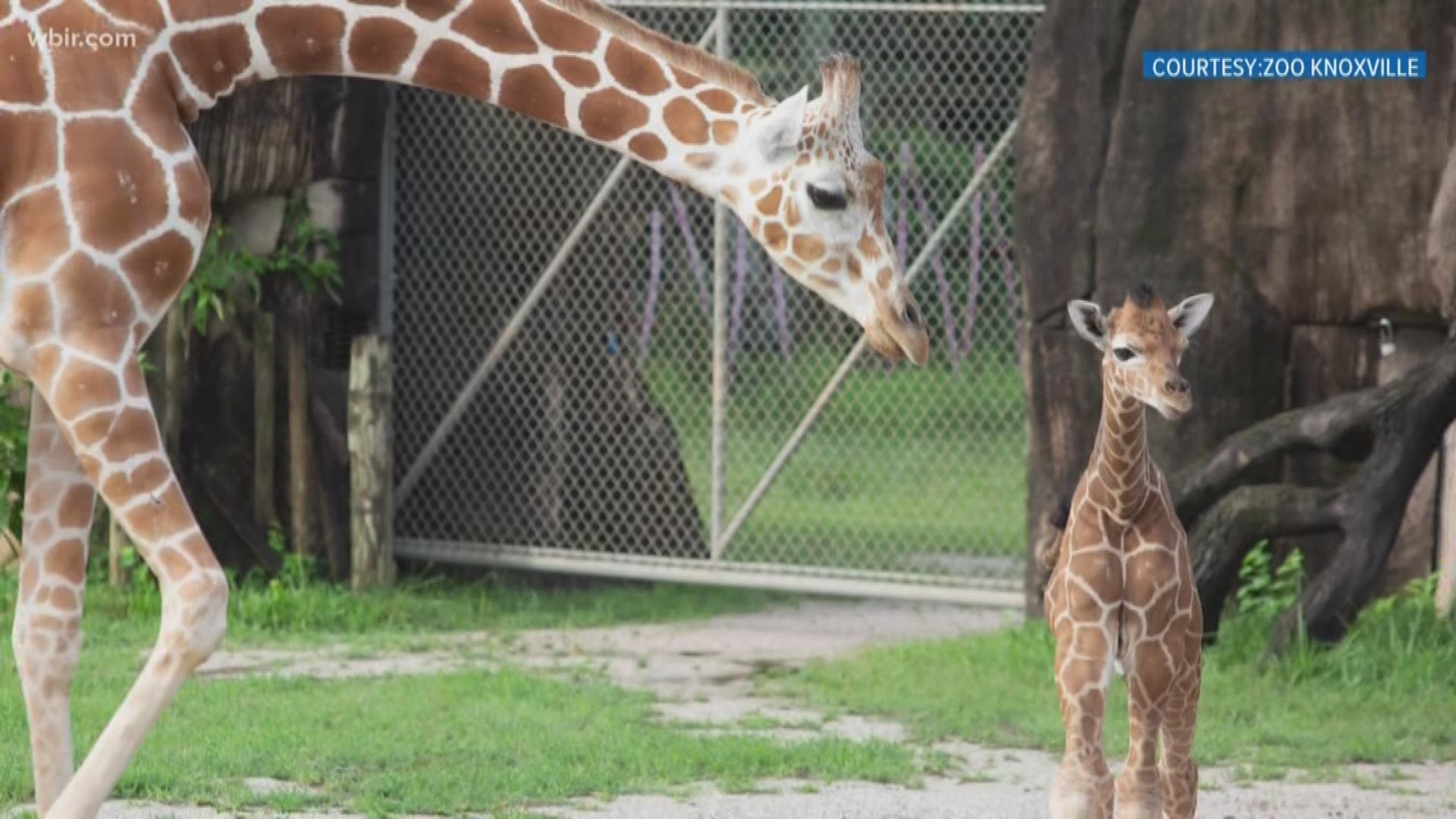 Zoo Knoxville's baby giraffe has been taking her first outings into the Grasslands Africa habitat where the public can see her. Mornings are the best time to catch a sighting of her currently. Zoo Knoxville now has a travel program that gives you the opportunity to journey to Africa to see wildlife in their native range and learn how they can thrive through active conservation management.  T ravel dates are Nov. 10 to 21, 2019, space is limited. Learn more at zooknoxville.org. July 16, 2019-4pm.