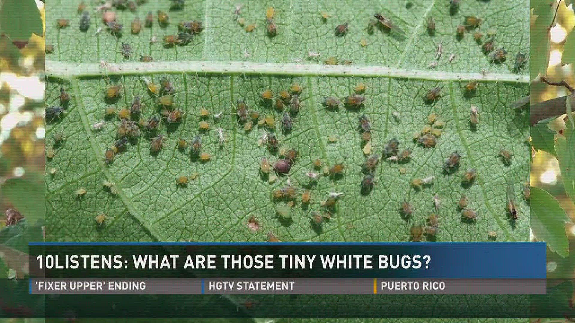10Listens: What are those tiny white bugs all over my yard? 