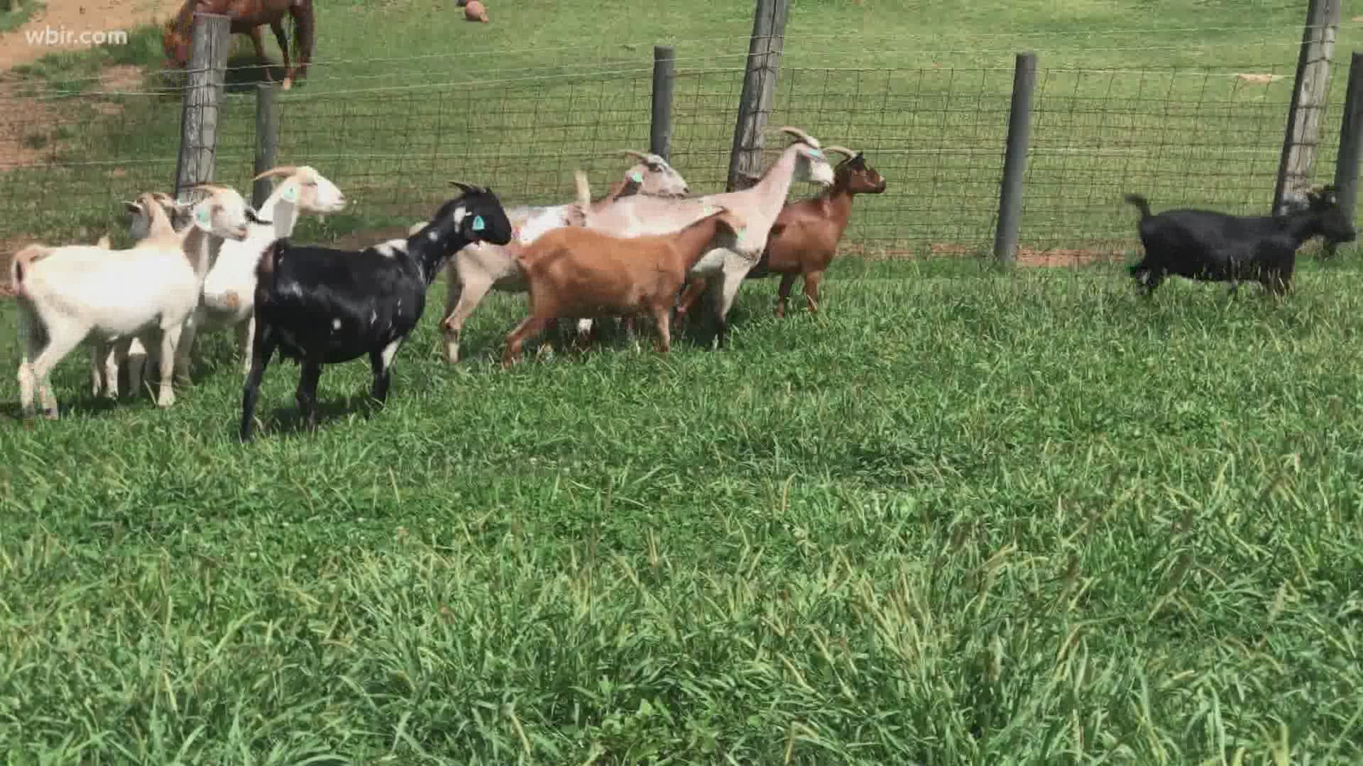 Lew Strickland, the extension veterinarian at the University of Tennessee explains propercare for goats. Sept. 1, 2020-4pm.