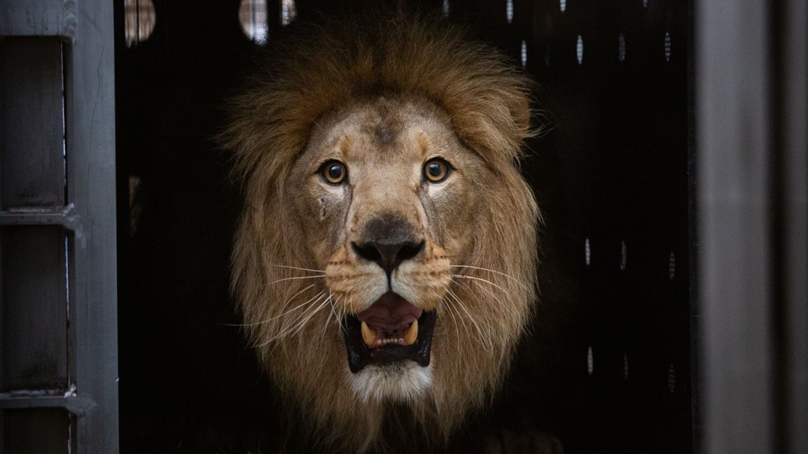 Zoo Knoxville welcomes Upepo the African lion | wbir.com