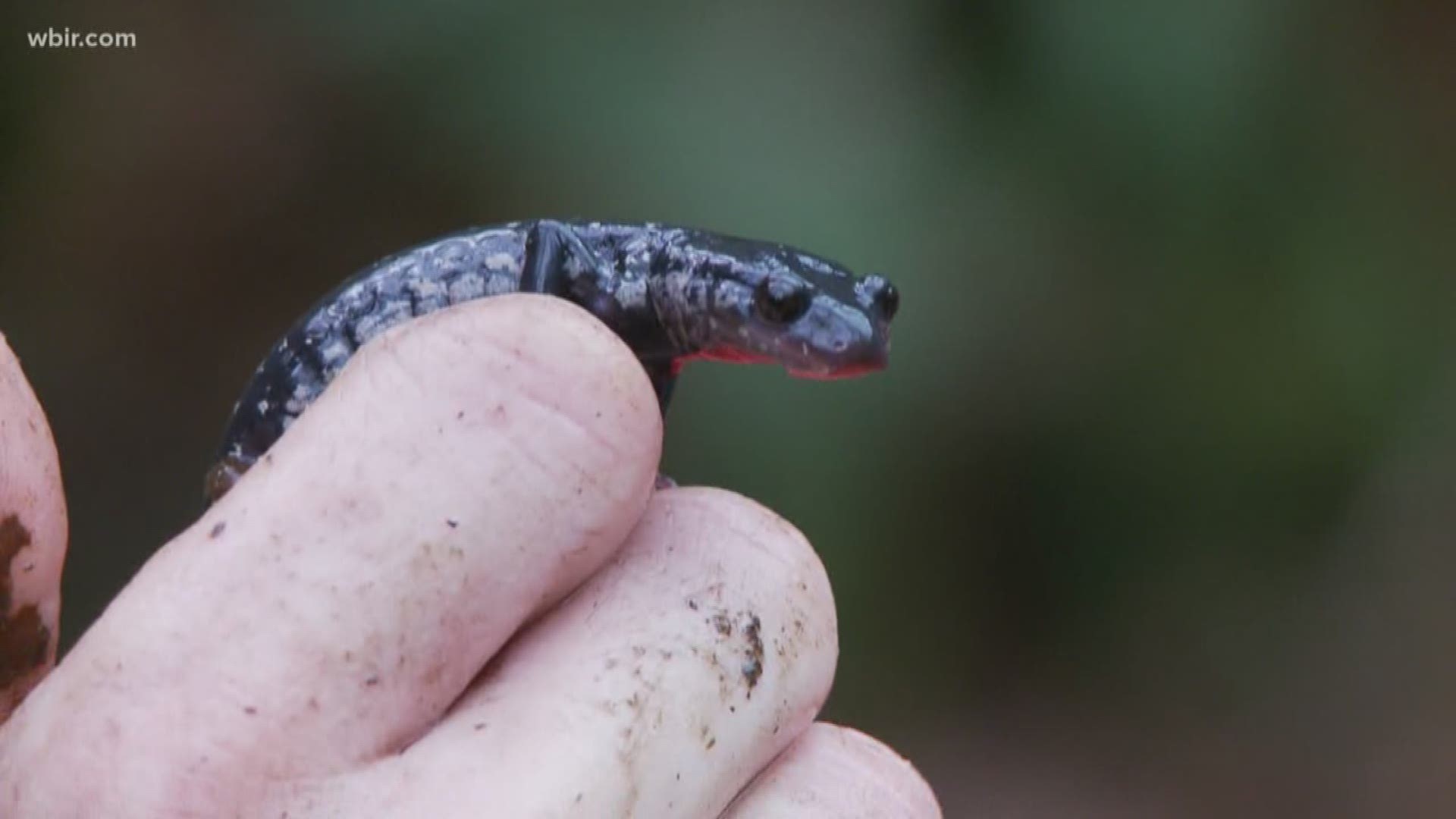 The National Park Service and volunteers are studying how salamanders, one of the park's most abundant creatures, are recovering following drought and wildfires in 2016. June 18, 2018.